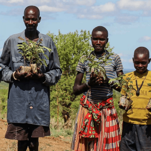 90 alberi da frutto nel Nord dell'Uganda - Insieme si può
