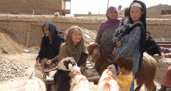 Una capra per le donne afghane - Insieme si può