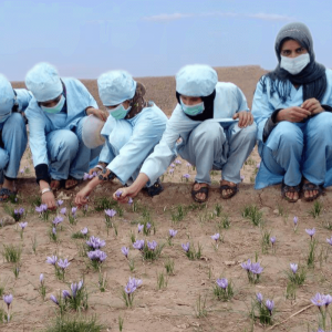 Un campo di zafferano per le donne afghane - Insieme si può