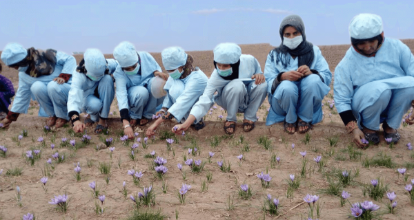 Un campo di zafferano per le donne afghane - Insieme si può