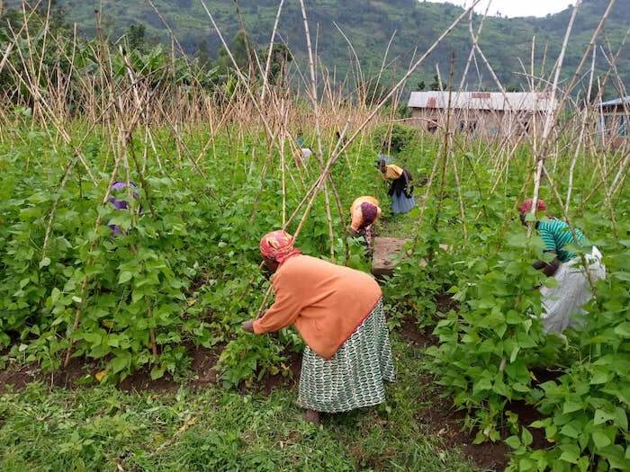 campo di fagioli coltivato a Muko in Ruadan